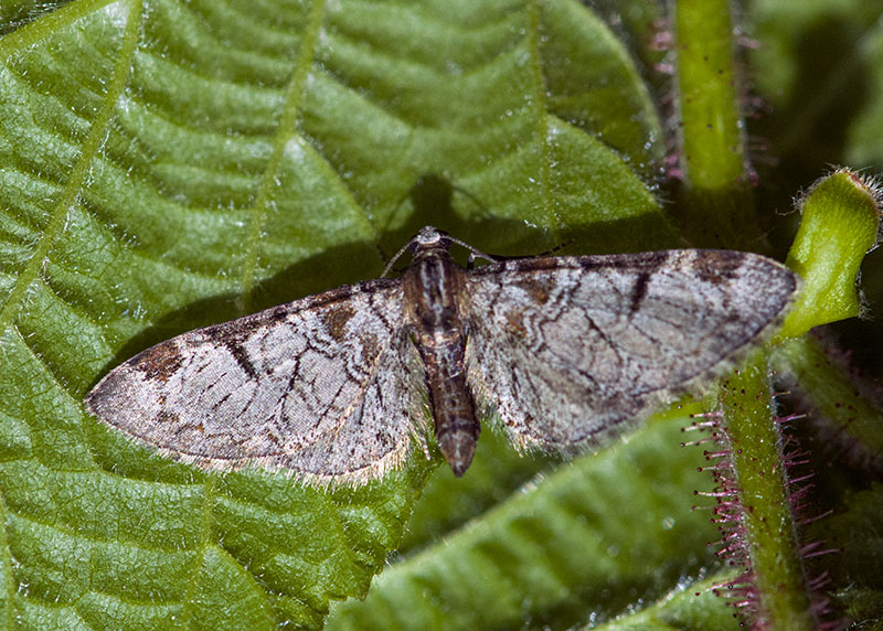 Eupithecia insigniata, Geometridae